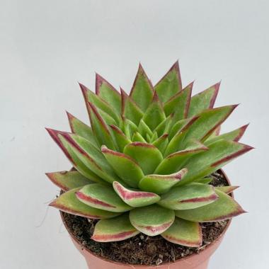 Echeveria agavoides ebony